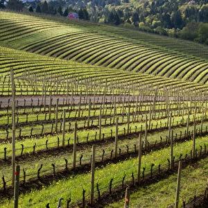 North America, USA, Oregon, Dundee. Spring time in the Bella Vida vineyards with