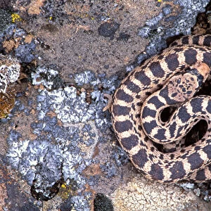 North America; USA; Oregon Gopher Snake