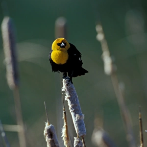 North America, USA, Oregon, Malheur National Wildlife Reserve. Yellow-headed blackbird