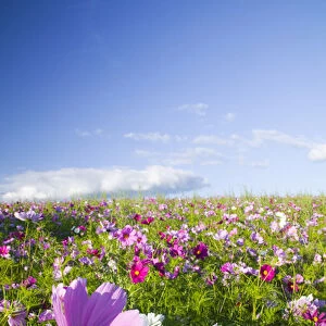 North America, USA, Oregon, Willamette Valley, Cosmos Growing on Hillside with Blue Sky Day