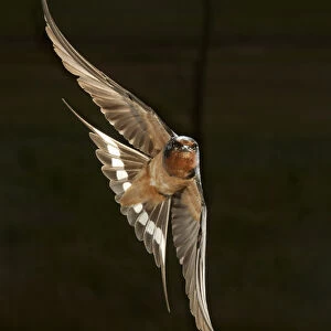North America, USA, Pennsylvania, Barn Swallow, Hirundo rustica, in flight