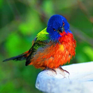 North America, USA, Perplexed painted bunting (male); Immokalee, florida