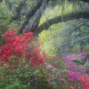 North America, USA, South Carolina; Charleston; Spring azaleas at Magnolia Plantation