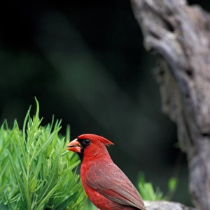 North America, USA, southern Texas, Northern Cardinal (male)