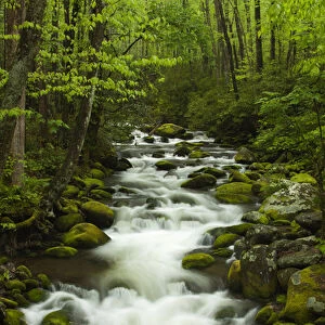 North America, USA, Tennessee; Stream at Roaring Fork Trail in the Smokies