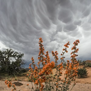 North America, USA, Utah, Arches National Park. Desert Globemallow (Sphaeralcea ambigua)