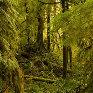 North America, USA, WA, Olympic National Park. Dense growth in mixed old growth forest