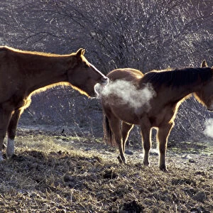 North America, USA, WA, Palouse region, Whitman County blacklit horses and condensing
