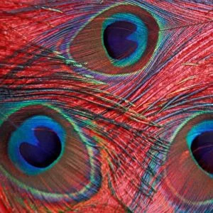North America, USA, WA, Redmond, Peacock feathers pattern
