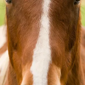 North America; USA; Washington, Horse Close-Up