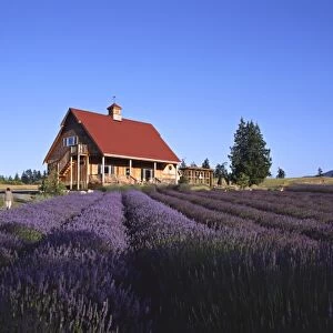 North America, USA, Washington, Olympic Peninsula, Sequim. Lavender field with house