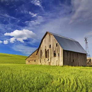 North America; USA; Washington; Palouse Country; Old Barn Surrounded by Spring Wheat Field