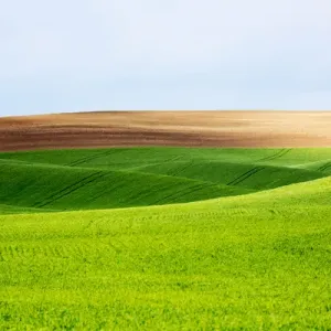 North America; USA; Washington; Palouse Country; Spring Rolling Hills of Wheat and Fallow North America; USA; Washington; Palouse Country; Spring Rolling Hills of Wheat and Fallow