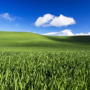 Palouse Country Spring Wheat Field Print Palouse Country Spring Wheat Field Print