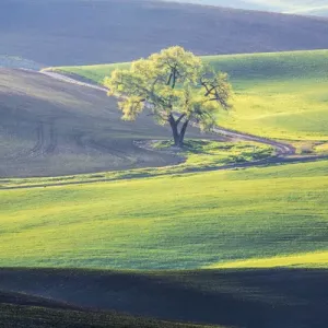 North America; USA; Washington; Palouse; Lone Tree in Wheat Field North America; USA; Washington; Palouse; Lone Tree in Wheat Field