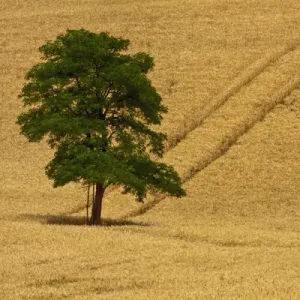 North America; USA; Washington; Palouse Region; Lone Tree in Harvest Wheat Field North America; USA; Washington; Palouse Region; Lone Tree in Harvest Wheat Field
