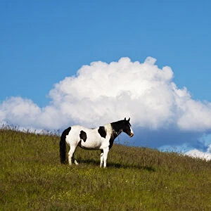 North America; USA; Washington: Saint John; Horse on the hill side