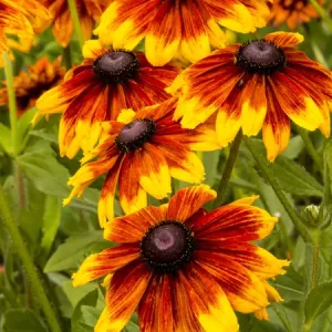 North America; USA; Washington; Seattle; Cherokee Sunset in Full Bloom North America; USA; Washington; Seattle; Cherokee Sunset in Full Bloom