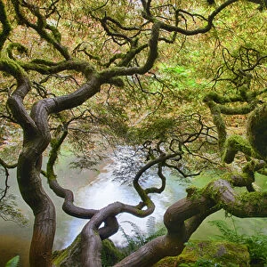 North America; Usa; Washington; Seattle Kabota Gardens; Spring Japanese Maple Hanging