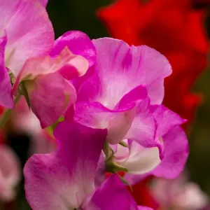 North America; USA; Washington; Seattle; Sweet Peas in Bloom North America; USA; Washington; Seattle; Sweet Peas in Bloom
