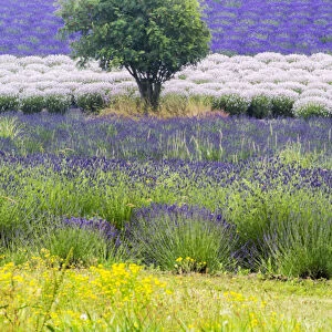 North America; USA; Washington; Sequim; Lavender Field; Lavendar Field in full boom with