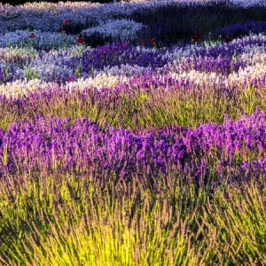 North America; USA; Washington; Sequim; Lavender Field; Lavendar Field in full boom North America; USA; Washington; Sequim; Lavender Field; Lavendar Field in full boom