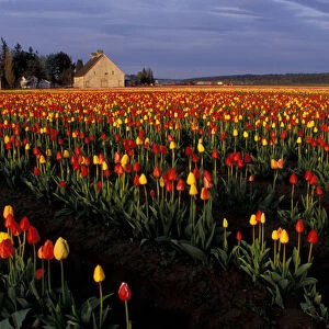 North America, USA, Washington, Skagit Valley, LaConner. Tulip field