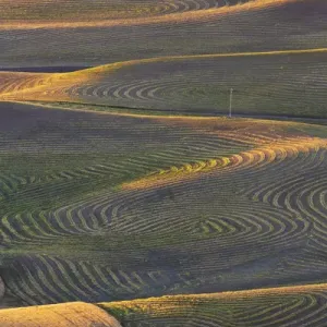 North America; USA; Washington State; Palouse Region; Crops of Wheat and Peas nearing Harvest North America; USA; Washington State; Palouse Region; Crops of Wheat and Peas nearing Harvest