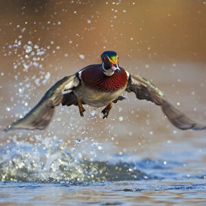 North America, USA, Washington State, Wood Duck, male, flight, take-off