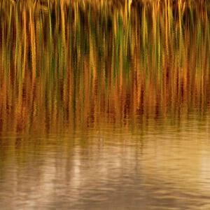 North America, USA, Wyoming, Yellowstone National Park. Reflections of reed in a pool in autumn