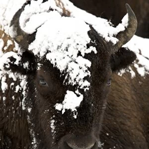 North America, USA, Wyoming, Yellowstone National Park. Bison portrait