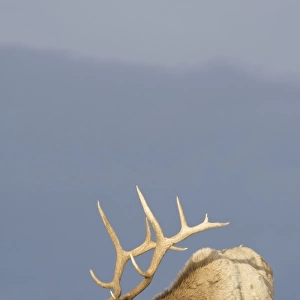 North America, USA, Wyoming, Yellowstone National Park. Bull Roosevelt Elk