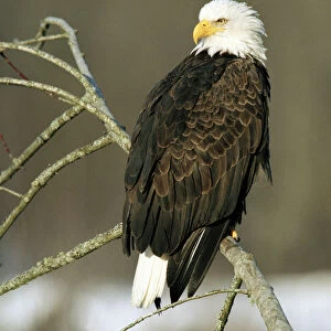 North American Bald Eagle (Haliaeetus leucocephalus), sitting on an alder branch