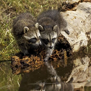 North American raccoon, and reflection on pond, Procyon lotor, Montana