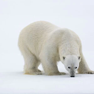 North of Svalbard, pack ice. A portrait of a polar bear on a large slab of ice