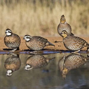Northern Bobwhite (Colinus virginianus) covey drinking at south Texas pond
