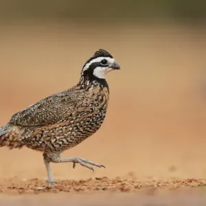 Northern Bobwhite Print, Male in Motion