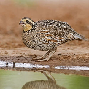 Northern Bobwhite (Colinus virginianus) adult female drinking at south Texas pond