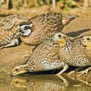 Northern Bobwhite (Colinus virginianus) covey, drinking, south Texas pond, USA