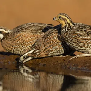 Northern Bobwhite (Colinus virginianus) drinking Northern Bobwhite (Colinus virginianus) drinking