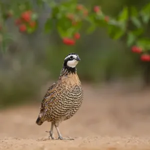 Northern Bobwhite (Colinus virginianus) feeding Northern Bobwhite (Colinus virginianus) feeding