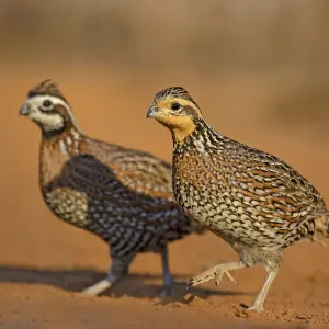Northern Bobwhite (Colinus virginianus) pair Northern Bobwhite (Colinus virginianus) pair