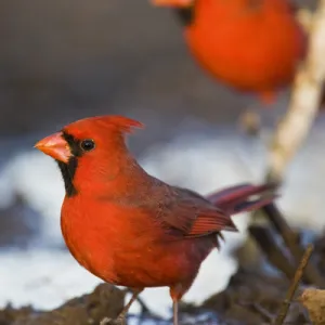 Northern Cardinal (Cardinalis cardinalis) males at pond to drink, Starr Co. Texas, USA