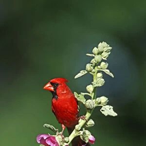 Northern Cardinal (Cardinalis cardinalis) male on Hollyhock (Alcea rosea) Marion Co. IL