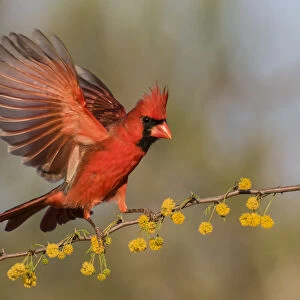 Northern Cardinal (Cardinalis cardinalis) male landing on huisache branch