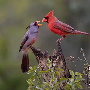 Northern cardinal (Cardinalis cardinalis) and Pyrrhuloxia (Cardinalis sinuatus) males fighting