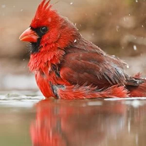 Northern Cardinal (Cardinalis cardinalis) male bathing in pond, Starr Co. Texas