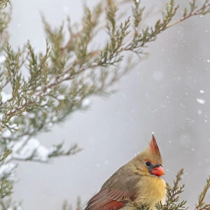 Northern cardinal female in red cedar tree in winter snow, Marion County, Illinois