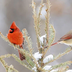 Northern cardinal male and female in snowy spruce tree, Marion County, Illinois
