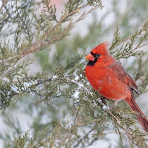 Northern cardinal male in red cedar tree in winter snow, Marion County, Illinois